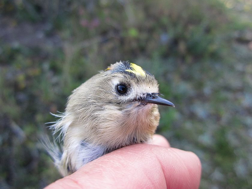 Goldcrest, Sundre 20120829